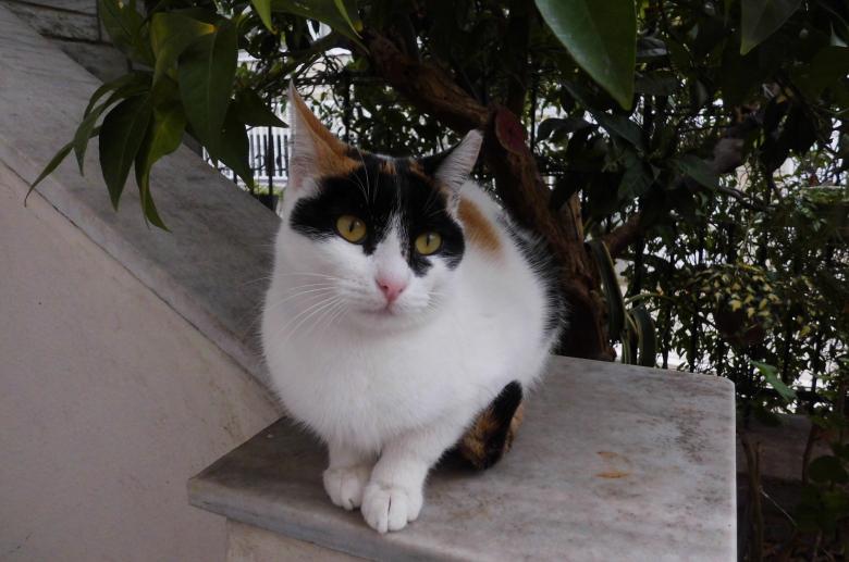 Free stock image of Pet Cat created by Pixabay