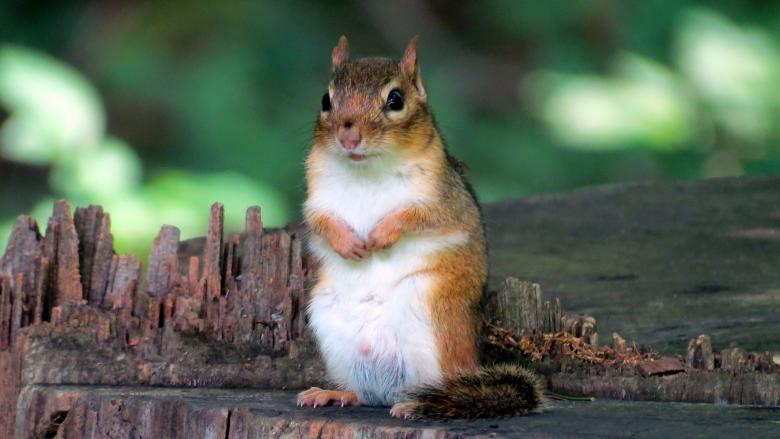 Free stock image of Chipmunk Closeup created by Pixabay