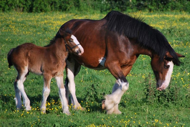 Free stock image of Wild Clydesdales created by Pixabay
