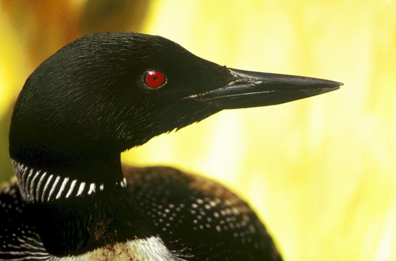 Free stock image of Common Loon created by Pixabay