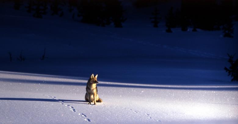 Free stock image of Coyote in Winter created by Pixabay