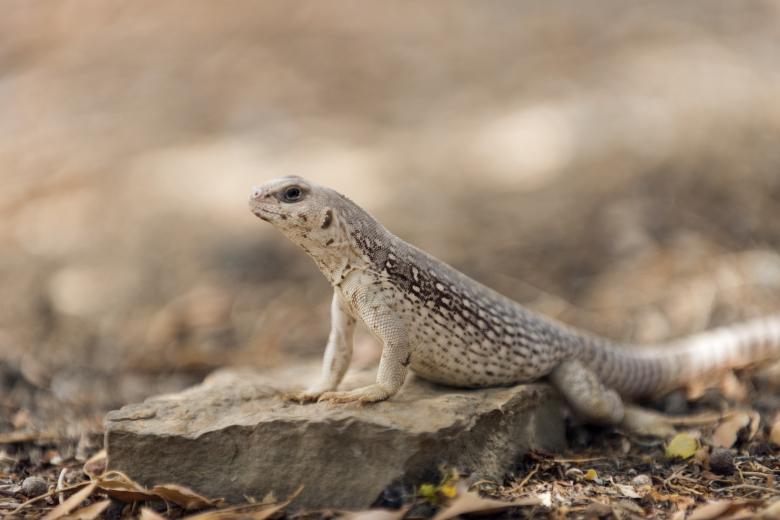 Free stock image of Desert Iguana created by Pixabay