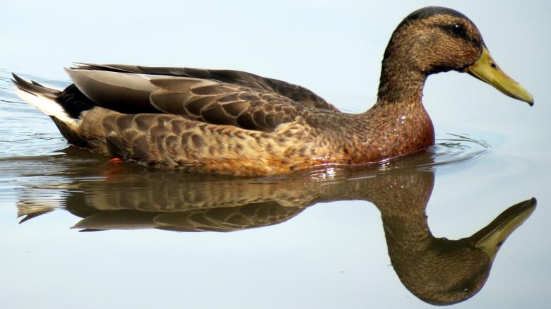 Free stock image of Duck Swimming created by Pixabay