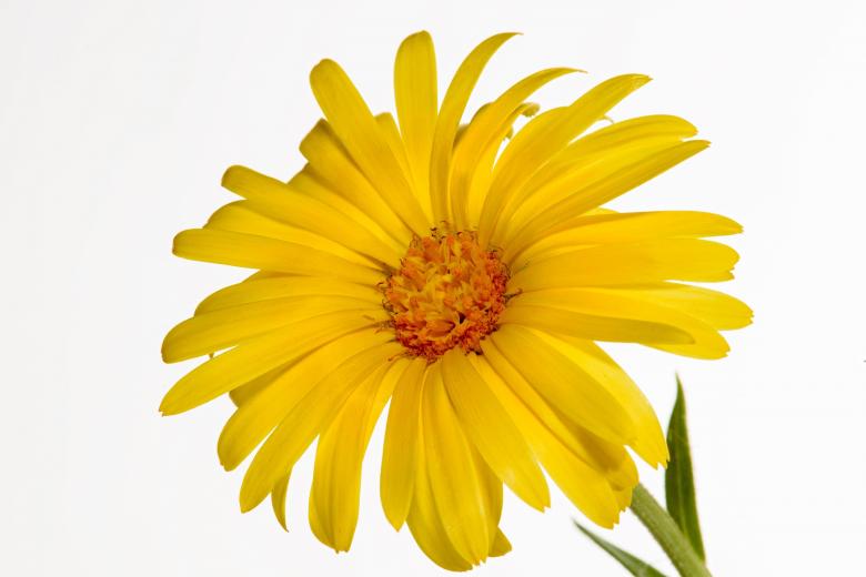 Free stock image of Glandular Cape Marigold created by Pixabay