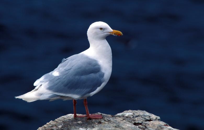 Free stock image of Glaucous Gull created by Pixabay