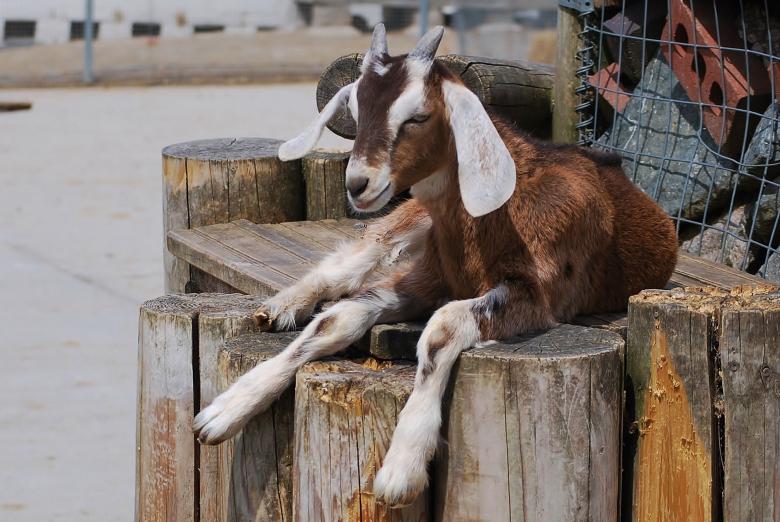 Free stock image of Goat on the Wood created by Pixabay