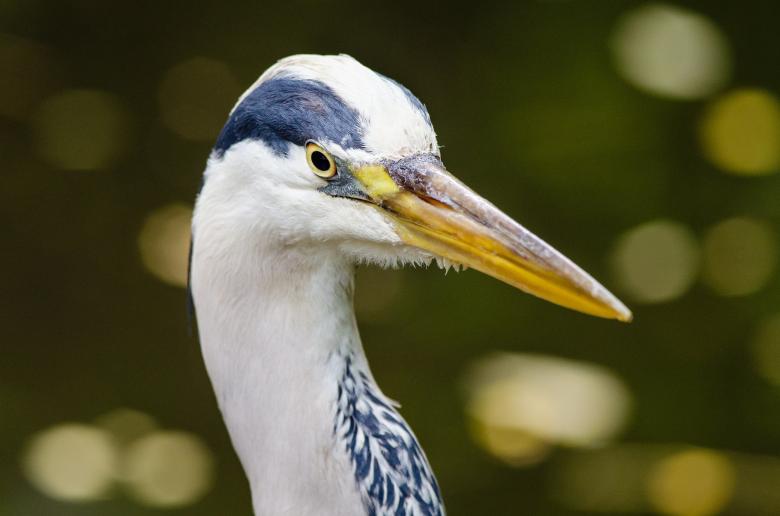 Free stock image of Great Blue Heron created by Pixabay