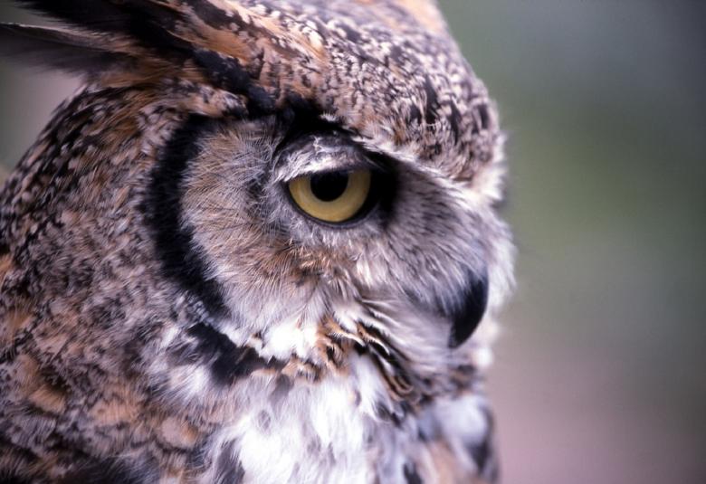 Free stock image of Great Horned Owl created by Pixabay