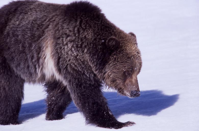 Free stock image of Grizzly in Winter created by Pixabay