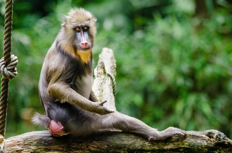 Free stock image of Wild Mandrill created by Pixabay