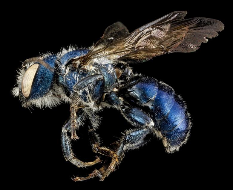 Free stock image of Mason Bee created by Pixabay