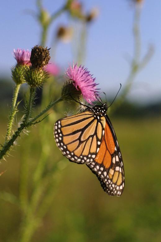 Free stock image of Monarch Butterfly created by Pixabay