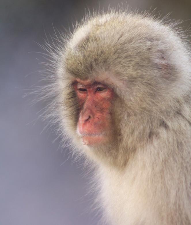 Free stock image of Wild Monkey created by Pixabay