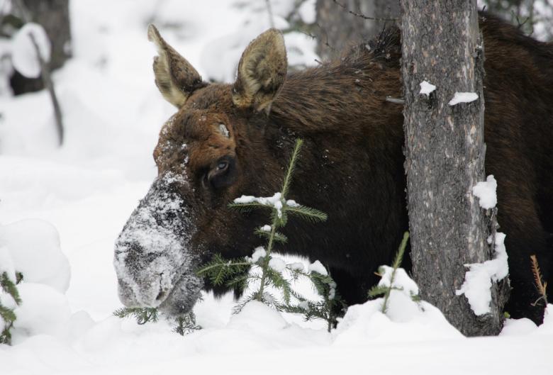 Free stock image of Frozen Moose created by Pixabay