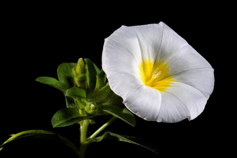 Free stock image of Morning Glory created by Pixabay
