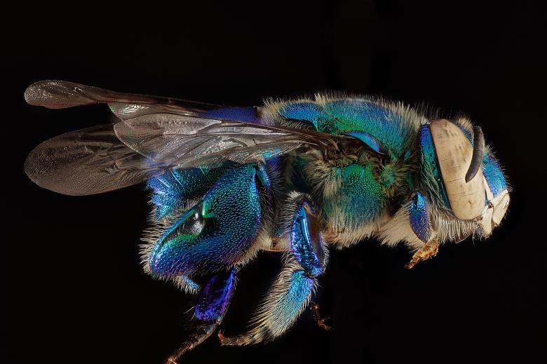 Free stock image of Orchid Bee created by Pixabay
