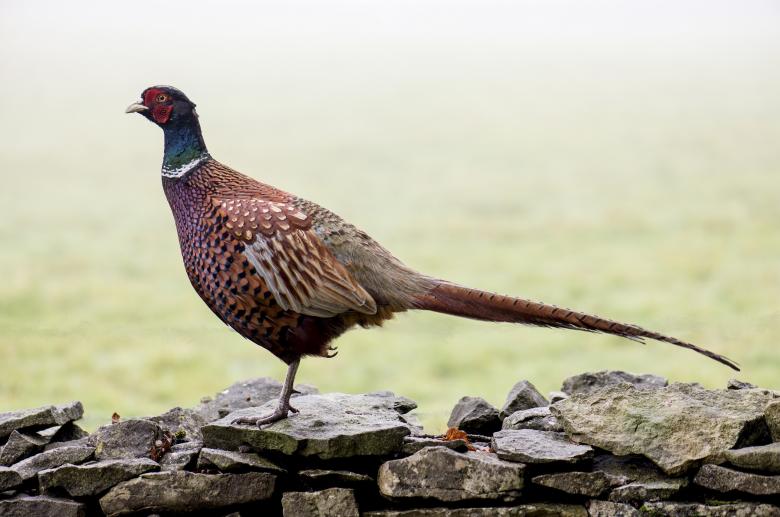 Free stock image of Wild Pheasant created by Pixabay