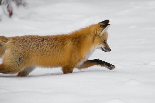 Red Fox - Free Stock Photo