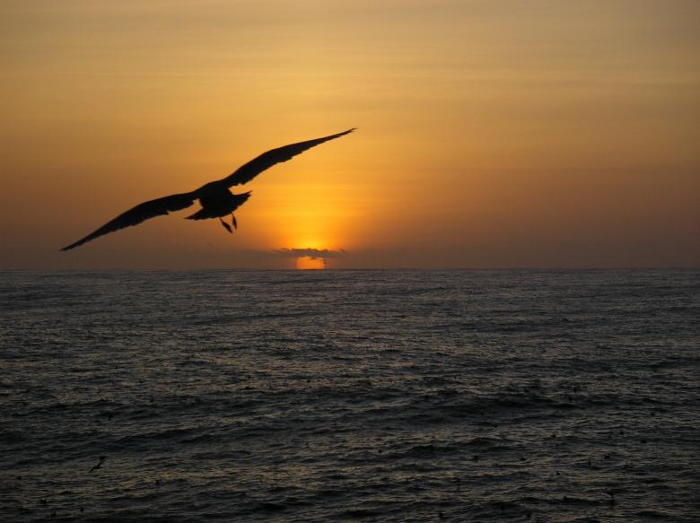 Free stock image of Seagull Flying created by Pixabay