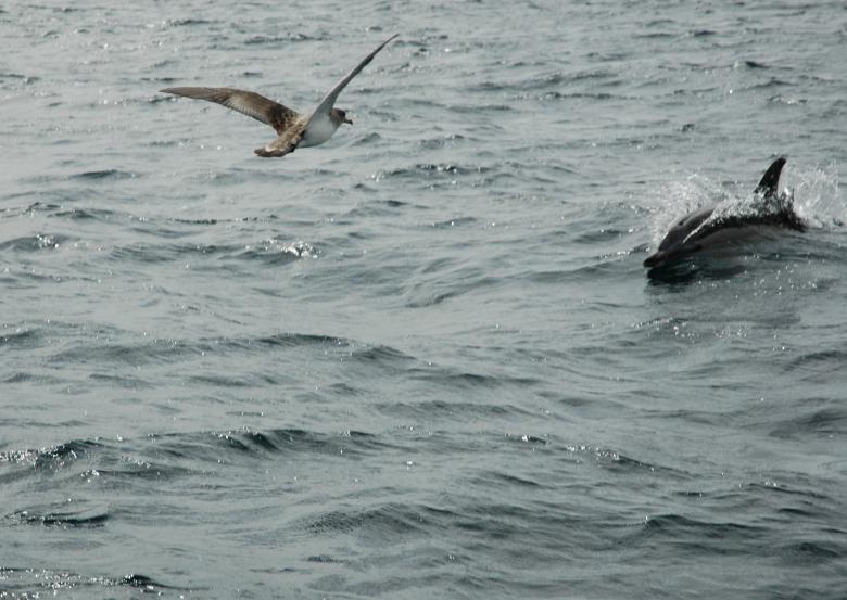 Free stock image of Seagull Flying created by Pixabay