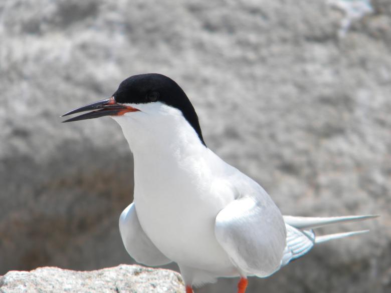 Free stock image of Wild Seagull created by Pixabay