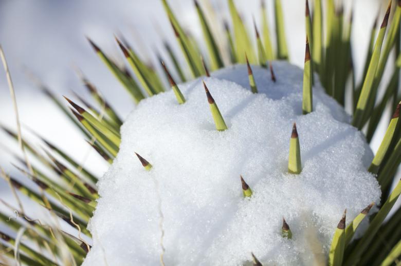 Free stock image of Snow on Cactus created by Pixabay