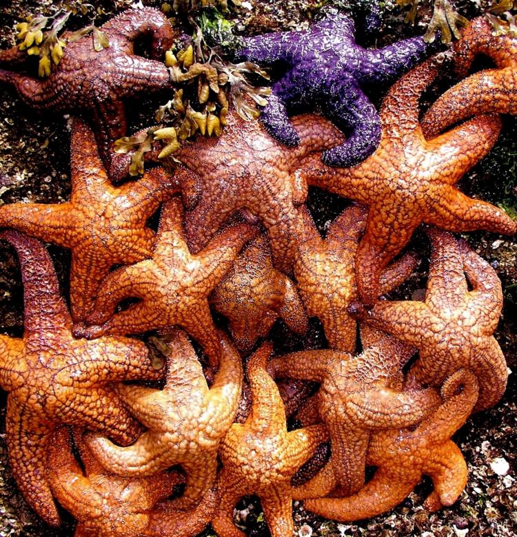 Free stock image of Group of Starfish created by Pixabay