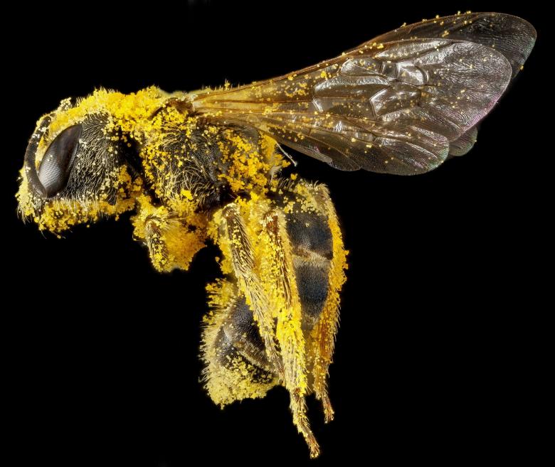 Free stock image of Sweat Bee created by Pixabay