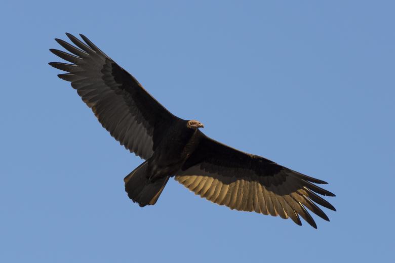 Free stock image of Turkey Vulture created by Pixabay