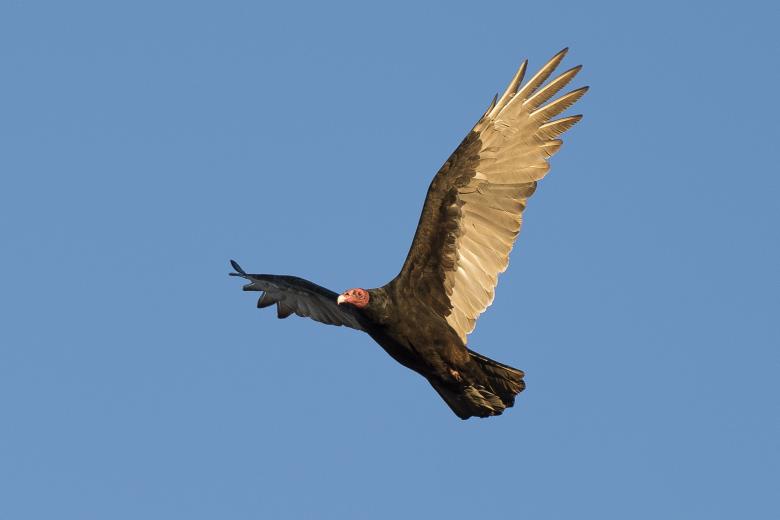 Free stock image of Turkey Vulture created by Pixabay