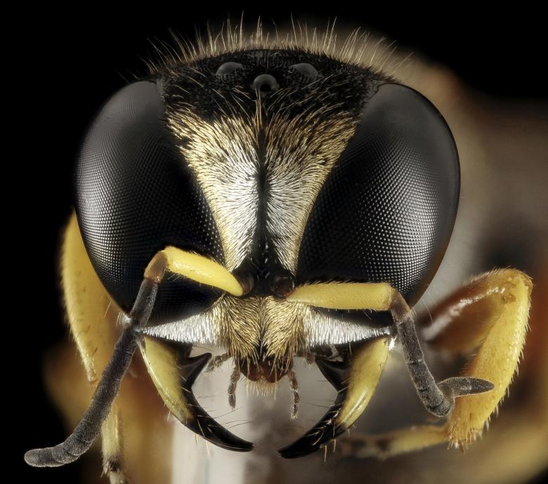 Free stock image of Wasp Closeup created by Pixabay