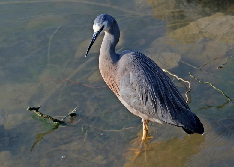 Free stock image of White Faced Heron created by Pixabay