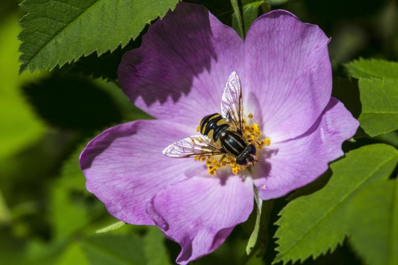 Free stock image of Fly on the Rose created by Pixabay