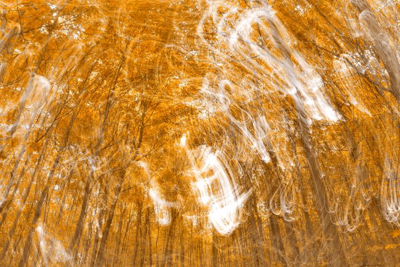 Free stock image of Golden Banshee Forest created by Nicolas Raymond