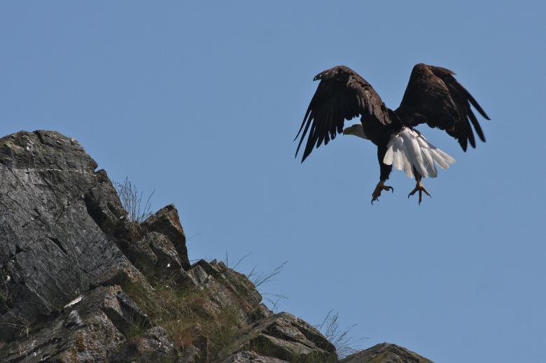 Free stock image of Bald Eagle created by Pixabay