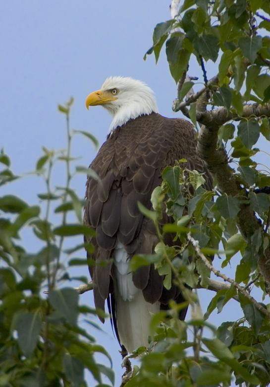 Free stock image of Bald Eagle created by Pixabay