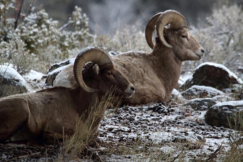 Free stock image of Bighorn Sheep created by Pixabay