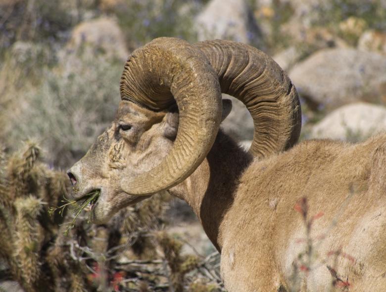 Free stock image of Bighorn Sheep created by Pixabay