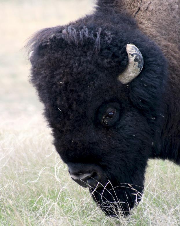 Free stock image of Wild Bison created by Pixabay