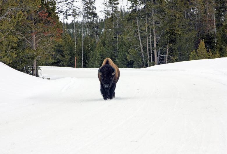 Free stock image of Wild Bison created by Pixabay