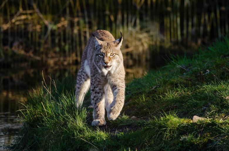 Free stock image of Wild Bobcat created by Pixabay