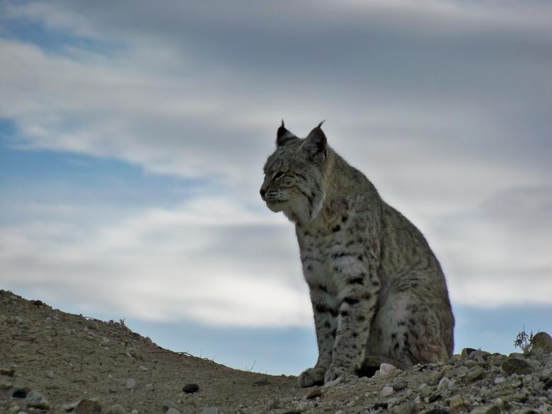 Free stock image of Wild Bobcat created by Pixabay