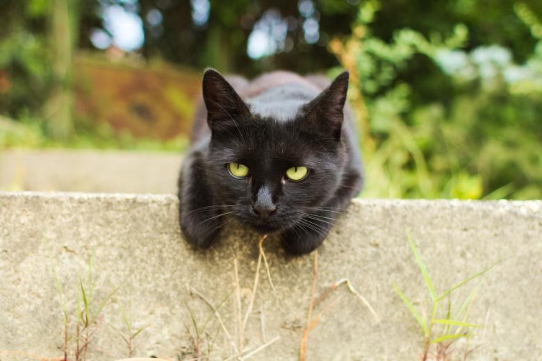 Free stock image of Pet Cat created by Pixabay