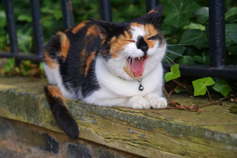 Free stock image of Pet Cat created by Pixabay