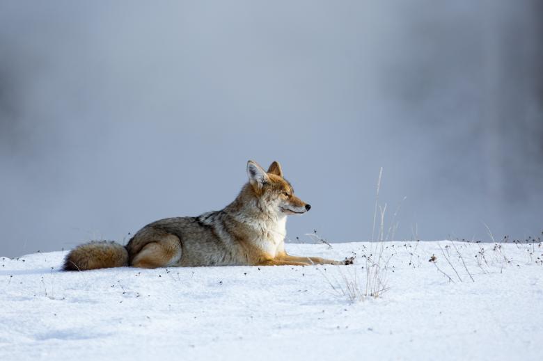 Free stock image of Wild Coyote created by Pixabay
