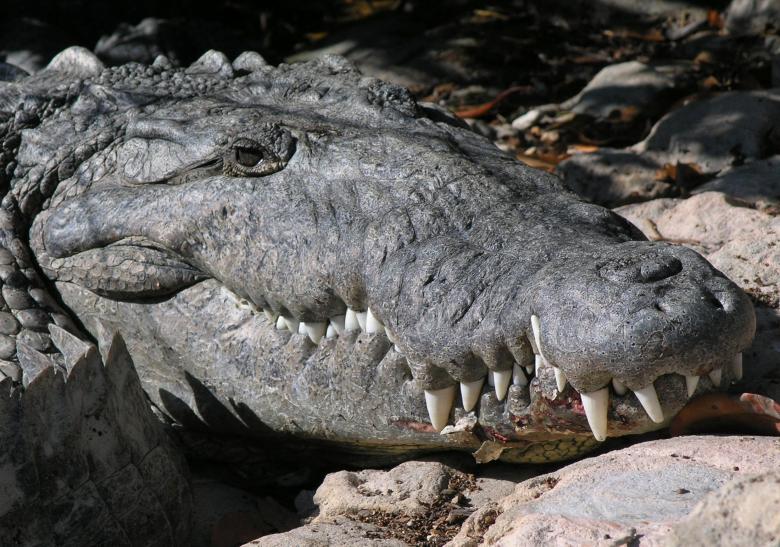 Free stock image of Saltwater Croc created by Pixabay