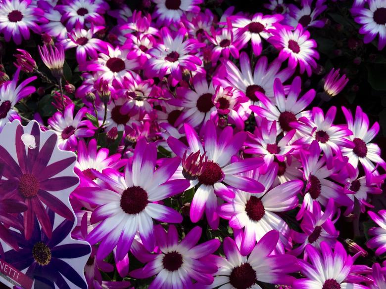 Free stock image of Fresh Daisies created by Pixabay