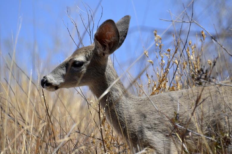 Free stock image of Wild Deer created by Pixabay
