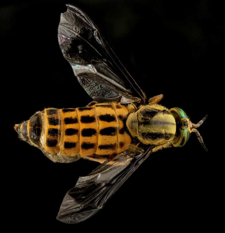 Free stock image of Deer Fly created by Pixabay