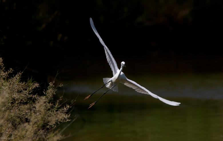 Free stock image of Flying Egret created by Pixabay
